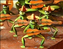 Crazy guitar strumming frogs on Isla Mujeres